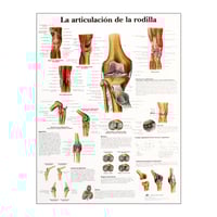 Lámina de anatomía: Articulación de la rodilla
